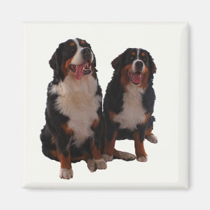 Imán Dos bernese