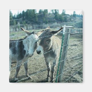 Imán Dos burros