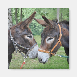 Imán Dos burros saludando