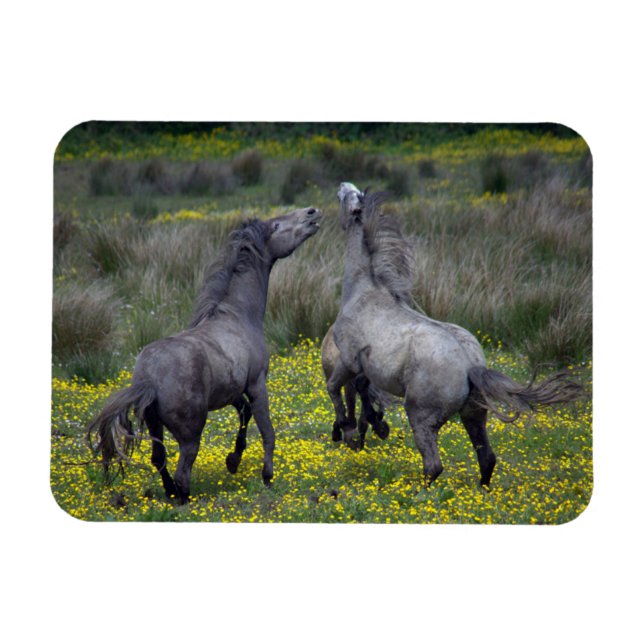 Imán Dos caballos Buck y Play (Horizontal)