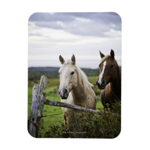 Imán Dos caballos colocan la cerca cercana en campo de