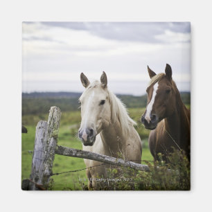 Imán Dos caballos colocan la cerca cercana en campo de