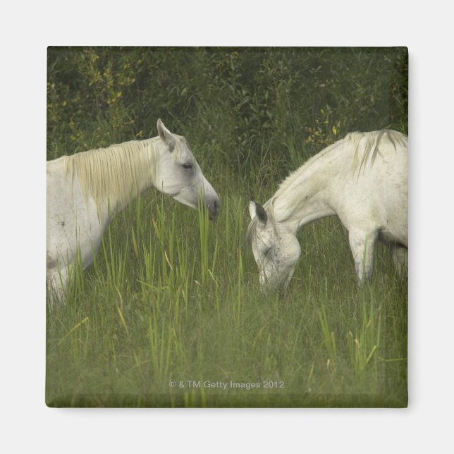 Imán Dos caballos comiendo pasto (Frente)