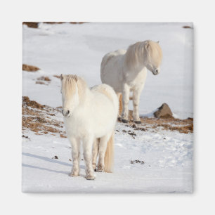 Imán Dos caballos islandeses blancos