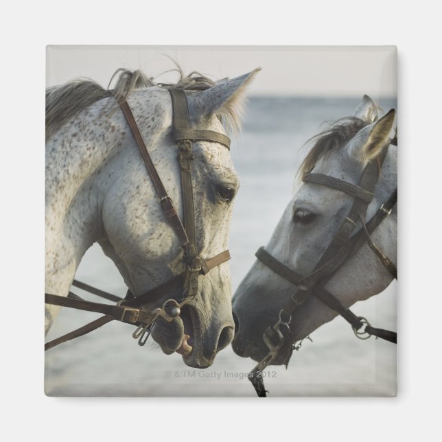 Imán Dos caballos se reúnen. (Frente)