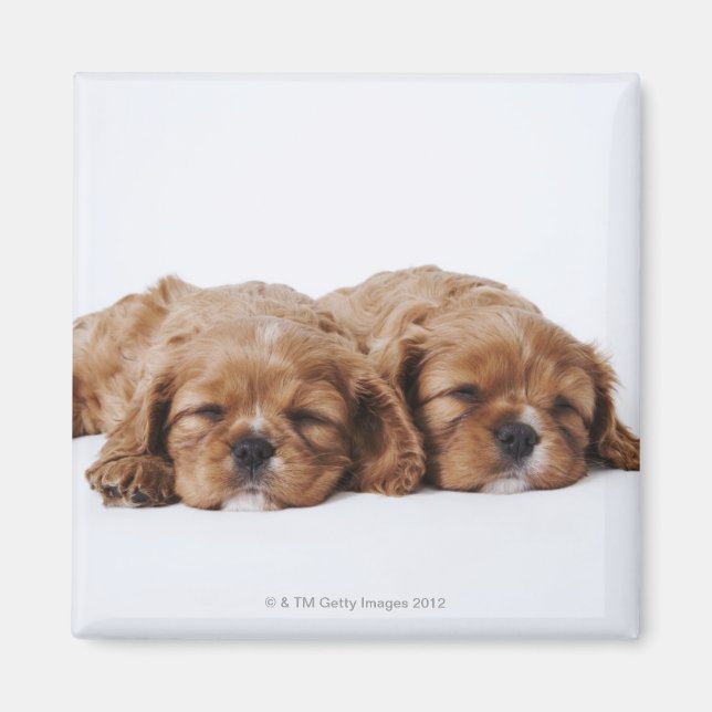 Imán Dos cachorros Cavalier King Charles Spaniel (Frente)