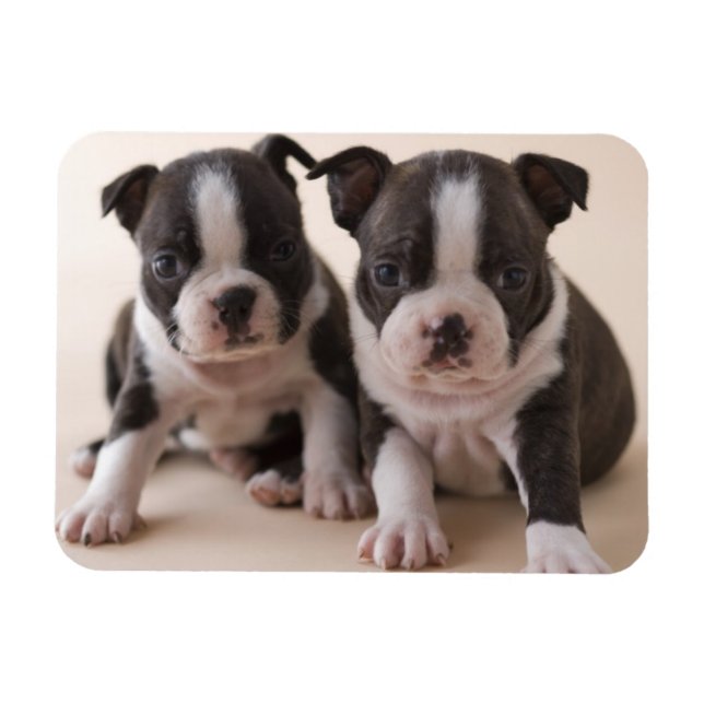Imán Dos cachorros de Boston Terrier (Horizontal)