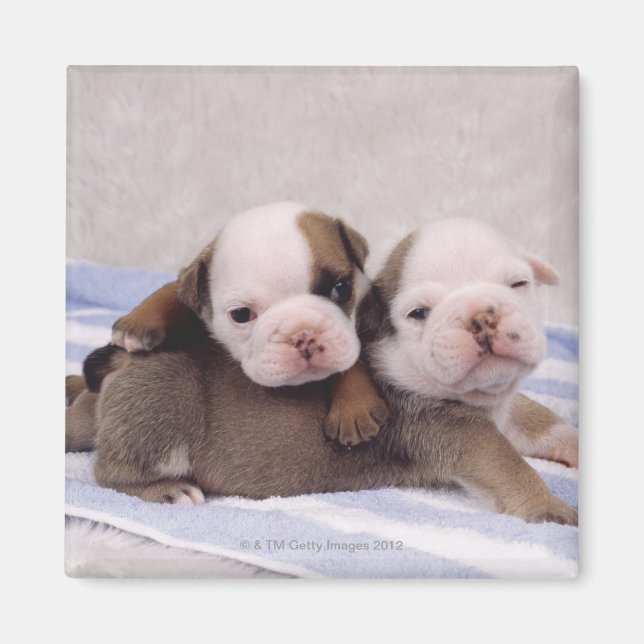 Imán Dos cachorros de bulldog sobre la toalla (Frente)