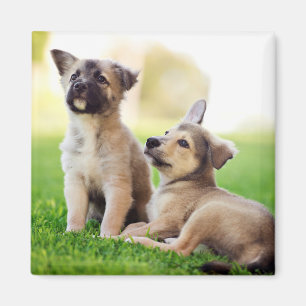 Imán Dos cachorros de pastor alemanes