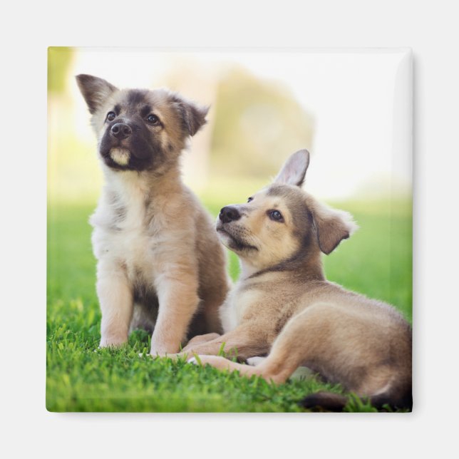 Imán Dos cachorros de pastor alemanes (Frente)