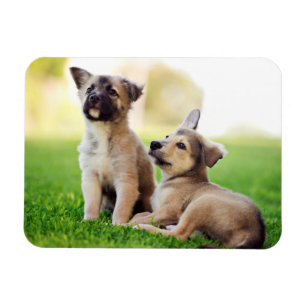 Imán Dos cachorros de pastor alemanes