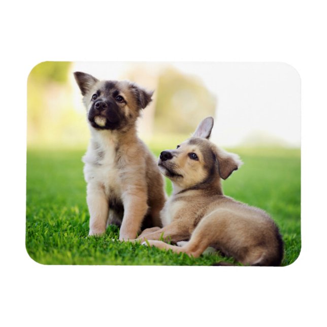 Imán Dos cachorros de pastor alemanes (Horizontal)