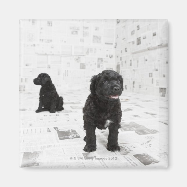 Imán Dos cachorros de perro acuático portugués en una h (Frente)