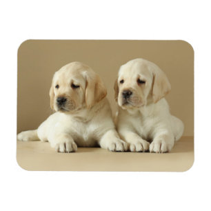 Imán Dos Cachorros Dorados Labrador