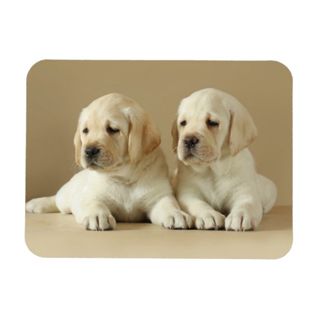 Imán Dos Cachorros Dorados Labrador (Horizontal)