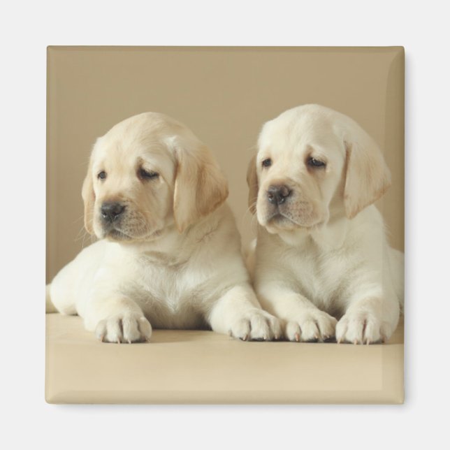 Imán Dos Cachorros Dorados Labrador (Frente)