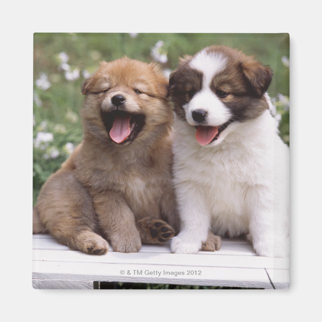 Imán Dos cachorros juntos (Frente)