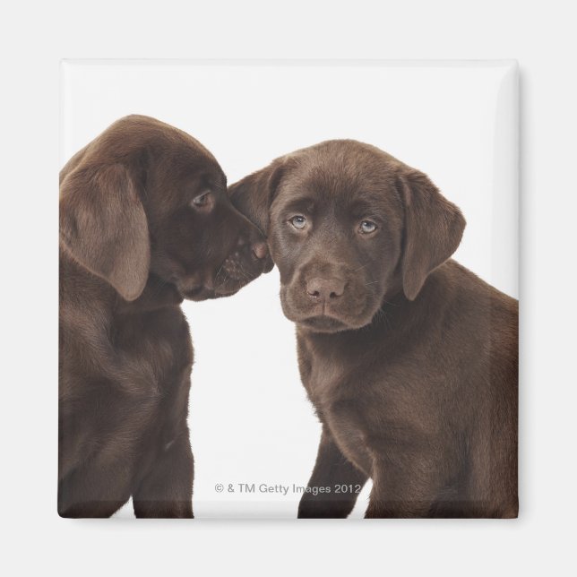 Imán Dos cachorros recuperadores de Labrador de chocola (Frente)