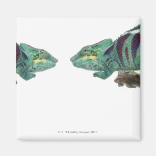 Imán Dos camaleones de la pantera Nosy sean (Furcifer)