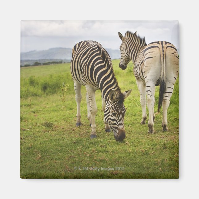Imán Dos cebras, Sudáfrica (Frente)