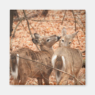 Imán Dos ciervos atados blanco en las maderas