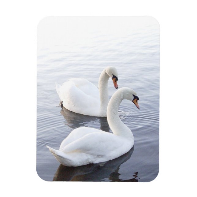 Imán Dos cisnes nadando en un lago tranquilo (Vertical)