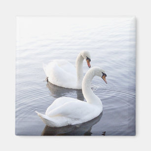 Imán Dos cisnes nadando en un lago tranquilo