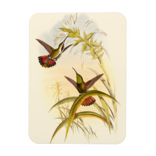 Imán Dos colibríes coloridos con la misma flor