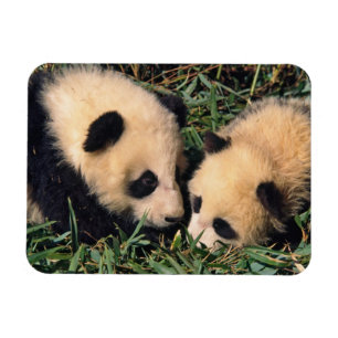 Imán Dos crías de panda en el arbusto de bambú, Wolong,