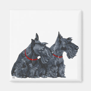 Imán Dos curiosos terriers escoceses