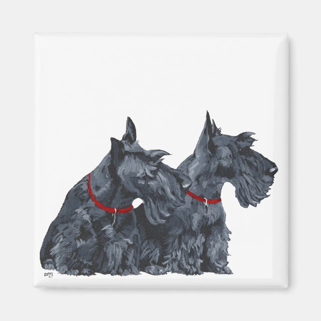 Imán Dos curiosos terriers escoceses (Frente)