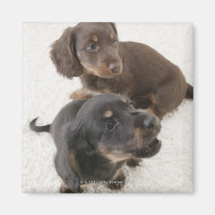 Imán Dos Dachshunds en miniatura, disparo en estudio