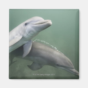 Imán Dos delfines subacuáticos