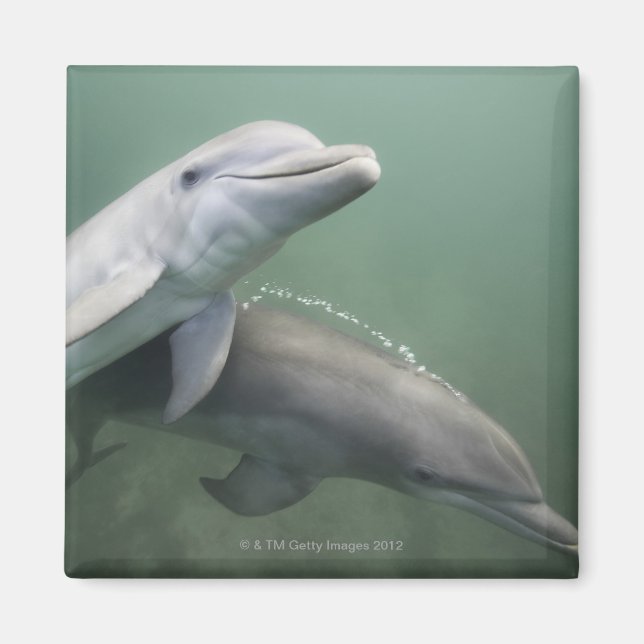 Imán Dos delfines subacuáticos (Frente)