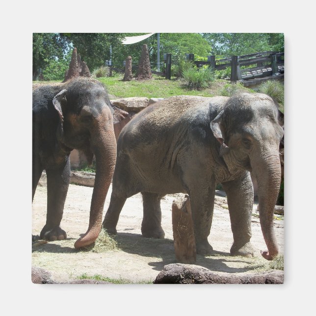 Imán Dos elefantes (Frente)