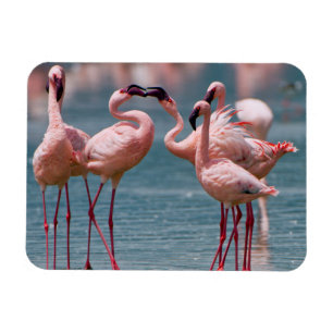 Imán Dos flamencos menores machos (Phoenicopterus Minor