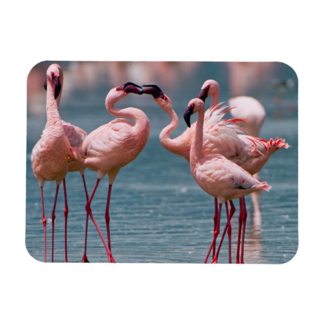 Imán Dos flamencos menores machos (Phoenicopterus Minor (Horizontal)