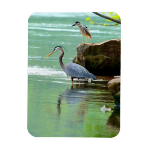 Imán Dos garzas a orillas del río