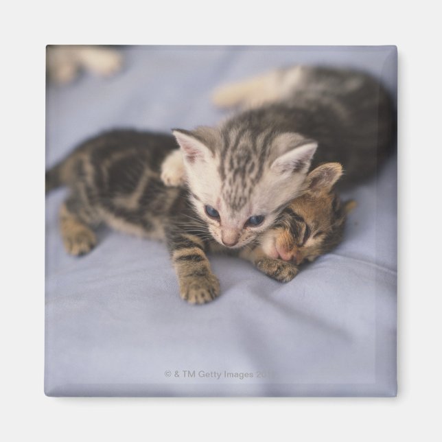 Imán Dos gatitos (Frente)