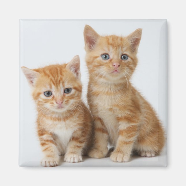 Imán Dos gatitos adorables (Frente)