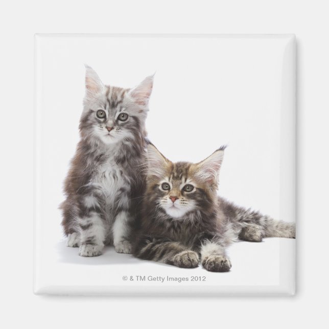 Imán Dos gatitos de Maine coon cat (Frente)