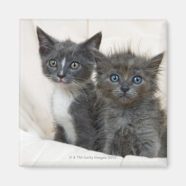Imán Dos gatitos de mesa (Frente)