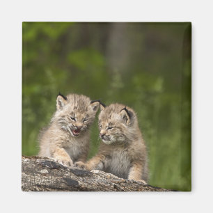 Imán Dos gatitos del lince de Canadá (lince Canadensis