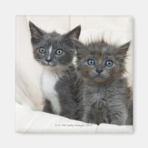 Imán Dos gatitos del tabby