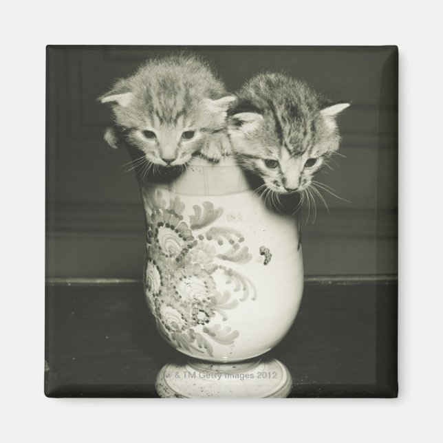 Imán Dos gatitos escondidos en jarrón, (B&W) (Frente)