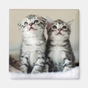 Imán Dos gatitos lindos