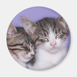 Imán Dos gatitos lindos Napping