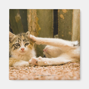 Imán Dos gatitos, Marruecos