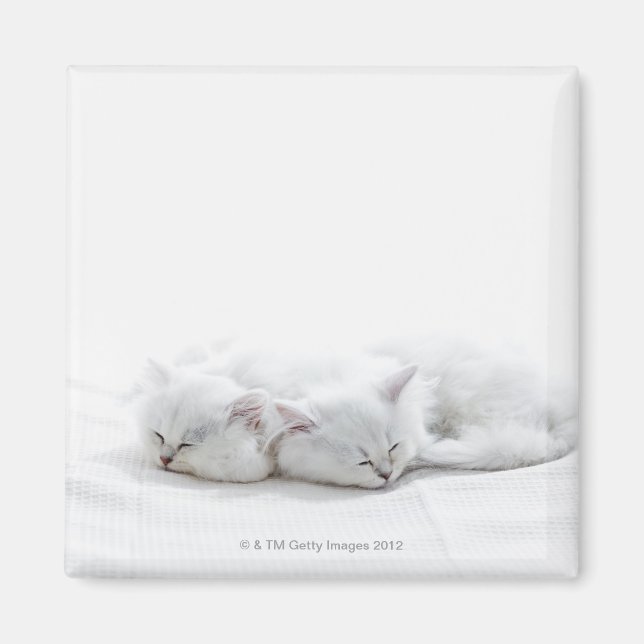 Imán Dos gatitos persas (Frente)