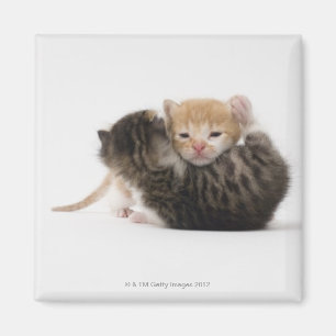 Imán Dos gatitos que abrazan en el fondo blanco